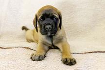 English Mastiff - Family dogs from Selzerbach