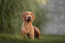 Rhodesian Ridgeback