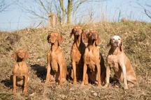 our Vizsla family