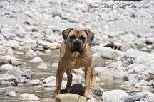 Cane Corso welpen FCI pedigree - freundlicher preis