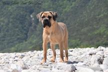 Cane Corso welpen FCI pedigree - freundlicher preis