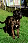 Cane Corso welpen FCI pedigree - freundlicher preis