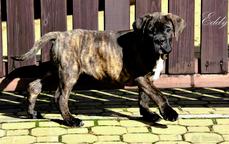 Cane Corso welpen FCI pedigree - freundlicher preis