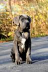 Cane Corso welpen FCI pedigree - freundlicher preis