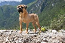 Cane Corso welpen FCI pedigree - freundlicher preis