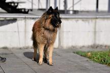 Tervueren Belgischer Schäferhund Welpe mit FCI-Dokumenten