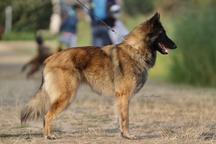 Tervueren Belgischer Schäferhund Welpe mit FCI-Dokumenten