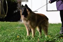 Tervueren Belgischer Schäferhund Welpe mit FCI-Dokumenten