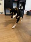 Chico - Shiba Inu
