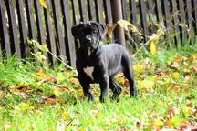 Cane Corso welpen FCI pedigree - Niedriger preis