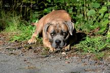 Cane Corso welpen FCI pedigree - Niedriger preis