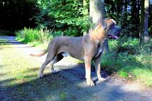 Cane Corso welpen FCI pedigree - Niedriger preis