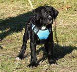 Tosa Inu - welpen FCI pedigree