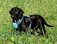 Tosa Inu - welpen FCI pedigree