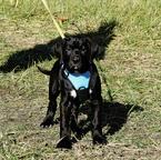 Tosa Inu - welpen FCI pedigree