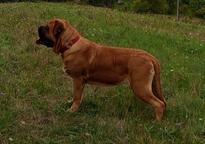 Englischer Mastiff