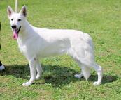 Berger Blanc Suisse FCI