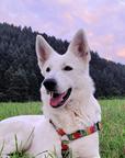 Berger Blanc Suisse FCI