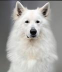 Berger Blanc Suisse FCI