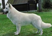 Berger Blanc Suisse FCI