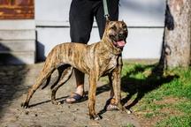 WIR VERKAUFEN WELPEN AUS DEM LETZTEN WURF & KavgaPresa (Dogo Canario) Verkauf