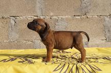 WIR VERKAUFEN WELPEN AUS DEM LETZTEN WURF & KavgaPresa (Dogo Canario) Verkauf