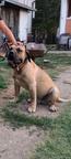 Der Vater der Welpen ist ein Presa Canario / Dogo Canario