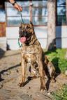 Die Mutter der Welpen ist eine Presa Canario / Dogo Canario