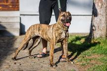 Die Mutter der Welpen ist eine Presa Canario / Dogo Canario