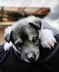 Westsibirische Laika Welpen mit FCI