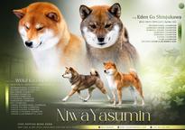 Hvalpe fra forældre med flere champions (1 han og 1 tæve stadig tilgængelig)