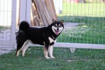 Mutter-Zuni Wakizashi of Tianito