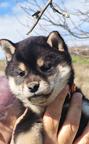 Shiba inu Welpe