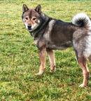 Vater-Yuuma Wakizashi of Tianito