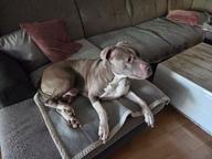 Amstaff rüde sucht platz