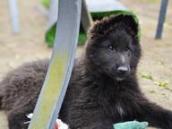 Belgischer Schäferhund – Groenendael, 3 Monate alter Rüde mit FCI-Ahnentafel.