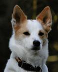 Auri