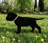 Cane Corso girl available for reservation