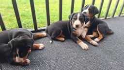 Appenzeller Sennenhund - FCI-Welpen