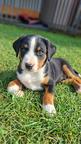 Appenzeller Sennenhund - FCI-Welpen