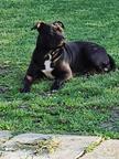 Americký Pitbullterrier - American Pit Bull Terrier