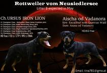 Rottweiler Wurfankündigung - Rottweiler (147)