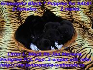 Grossspitz schwarz - Giant German Spitz Black puppies for sale. - Deutscher Spitz (097)