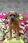 Cane Corso welpen Farbe Formentino - Italian Corso Dog (343)
