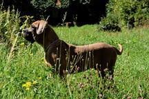 Cane Corso kleiner hund mit FCI pedigree - Italian Corso Dog (343)