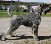 Riesen schnauzer puppy - Riesenschnauzer (181)