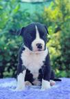 American Staffordshire Terrier - American Staffordshire Terrier (286)