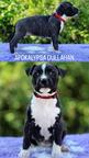 American Staffordshire Terrier - American Staffordshire Terrier (286)