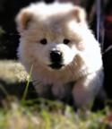 Sehr verspielte Chow Chow Welpen - Chow Chow (205)