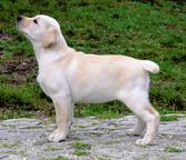 Labrador retriever Welpen - 2 Jungen - Labrador Retriever (122)